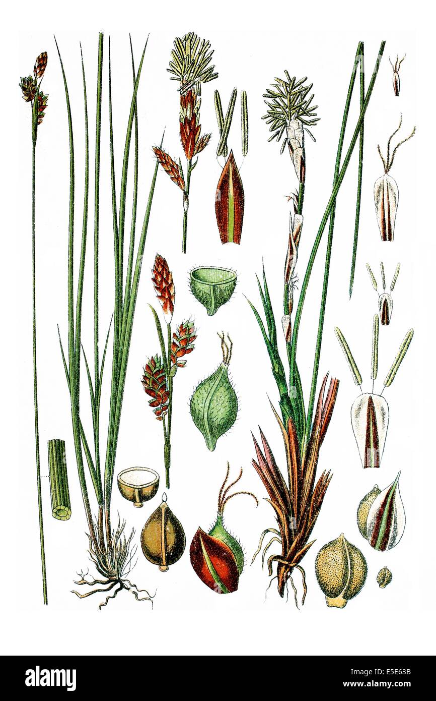 left: Umbrosa Sedge, Carex umbrosa, right: Dwarf Sedge, Carex humilis Stock Photo