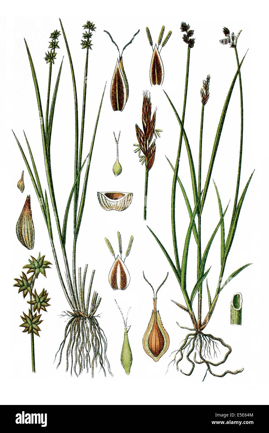 left: Star Sedge or Little Prickly Sedge, Carex echinata, right: Oval Sedge or Eggbract Sedge, Carex leporina, Stock Photo
