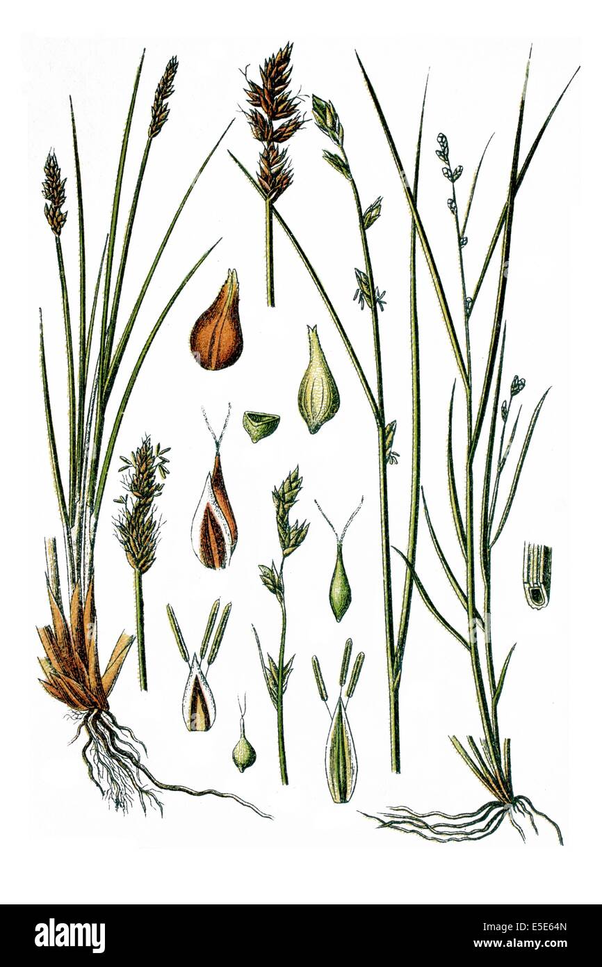 left: Lesser Panicled Sedge, Carex teretiuscula, Carex diandra, right: Remote Sedge, Carex remota Stock Photo