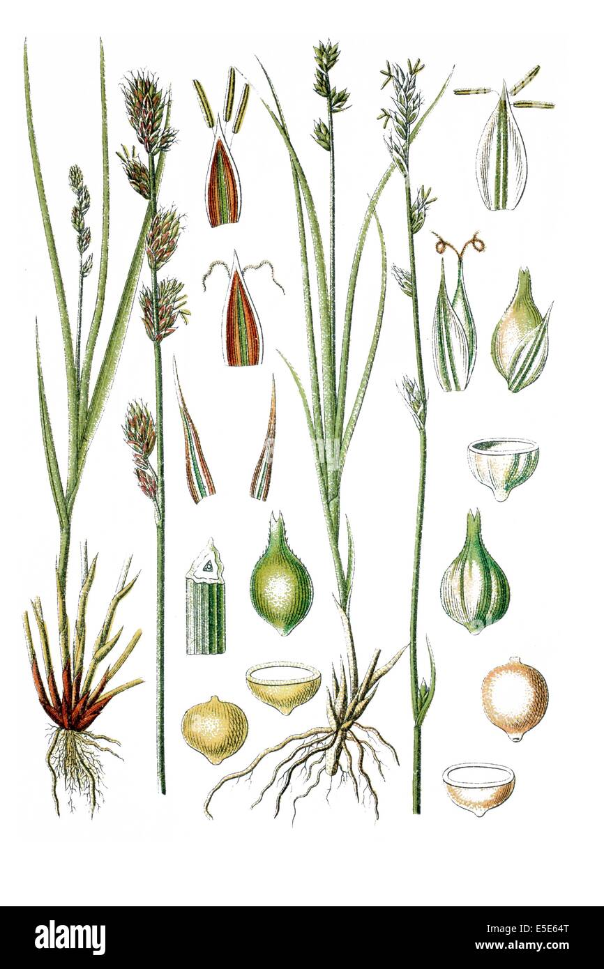left: Prickly Sedge, Carex muricata, right: Grassland Sedge, Carex virens Stock Photo