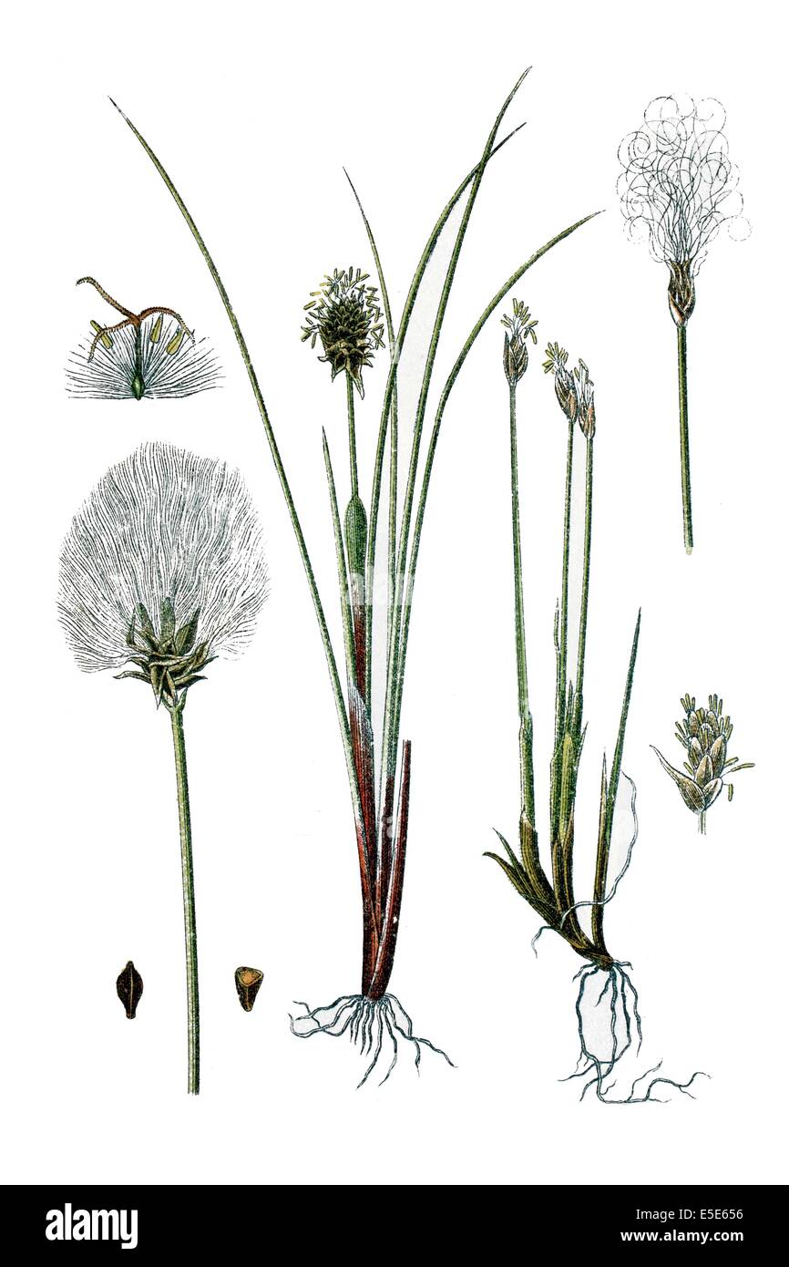 left:  Alpine Bulrush, Eriophorum alpinum, right: Hare's-tail Cottongrass, Tussock Cottongrass or Sheathed Cottonsedge, Eriophor Stock Photo