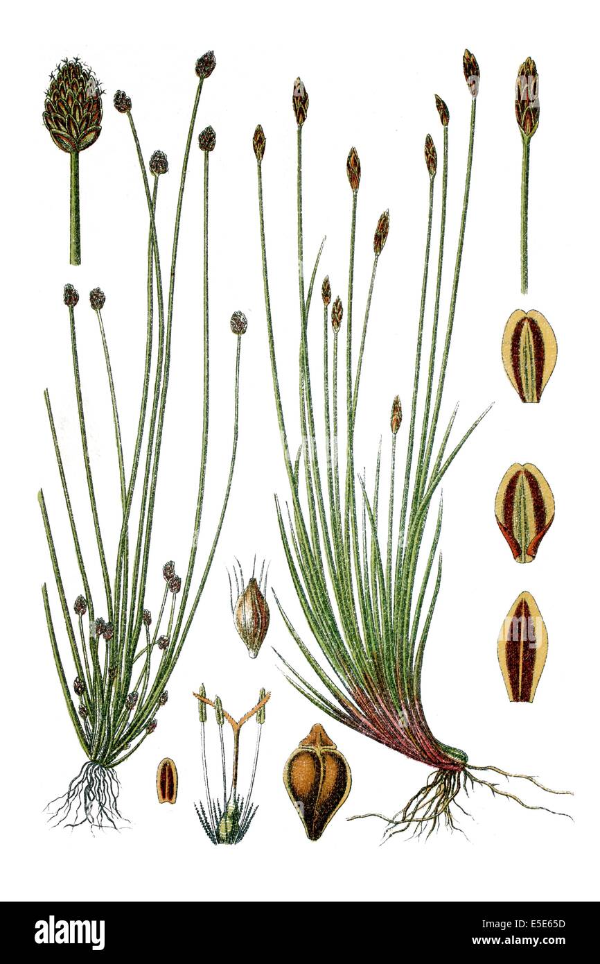 left: Flatsedge, Cyperus ovatus, right: Spikerush, Cyperus multicaulis Stock Photo