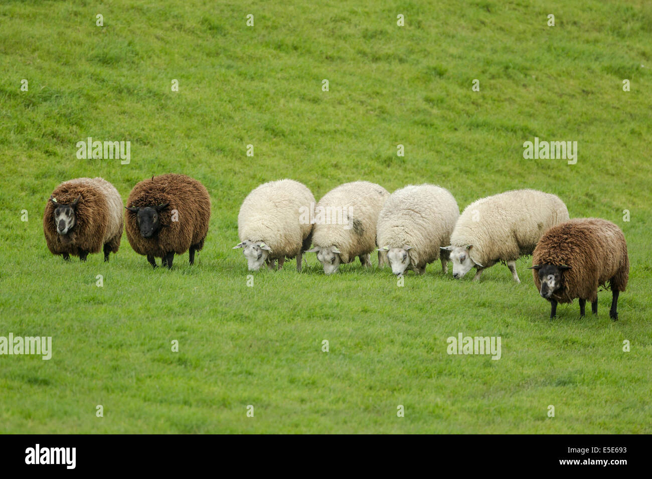 Blue Texel sheep, Stamboek Blauwe Texelaar, grazing among some white Texel sheep, May Stock Photo