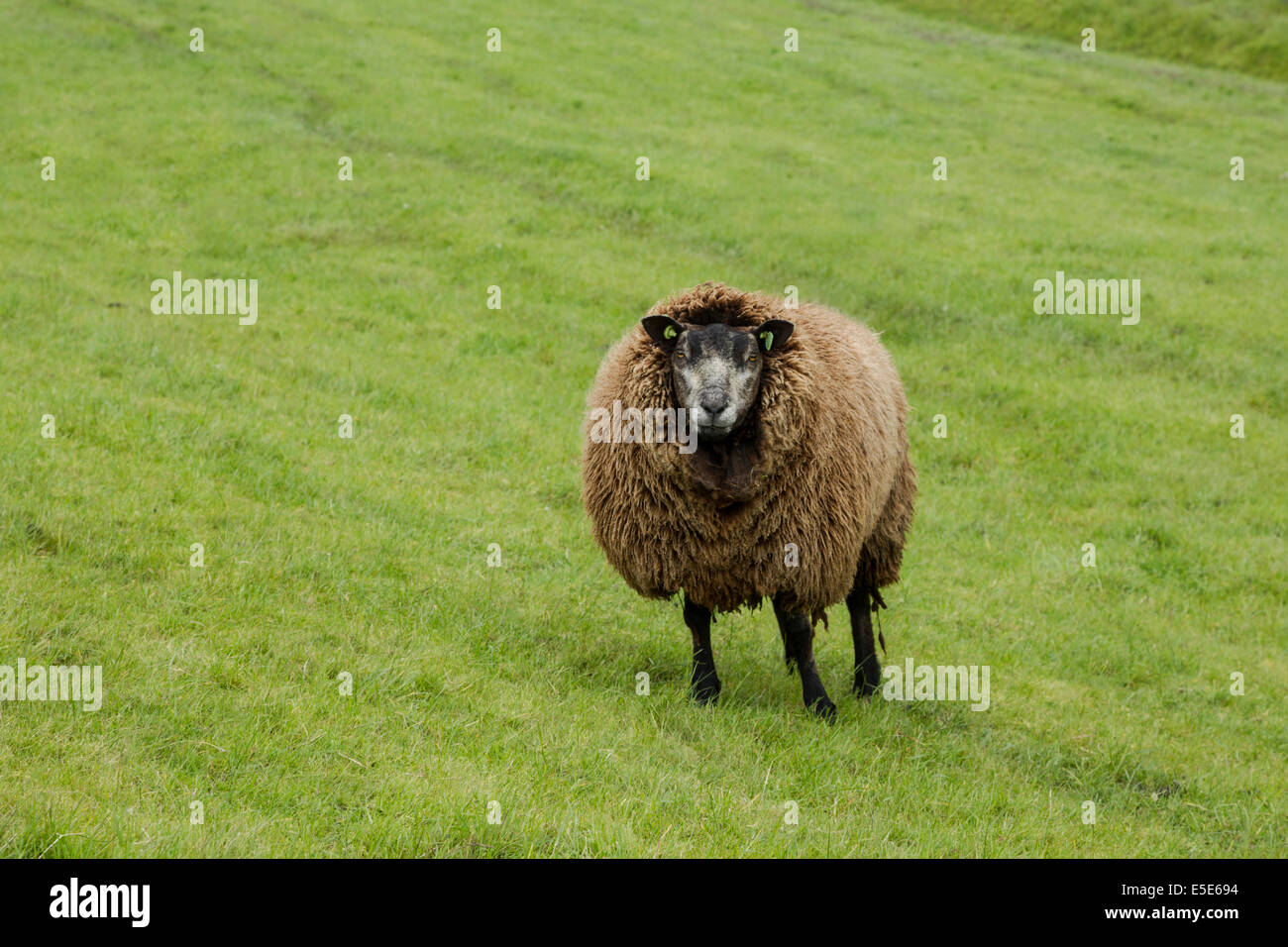 Blue Texel sheep, Latin name Stamboek Blauwe Texelaar,  May Stock Photo