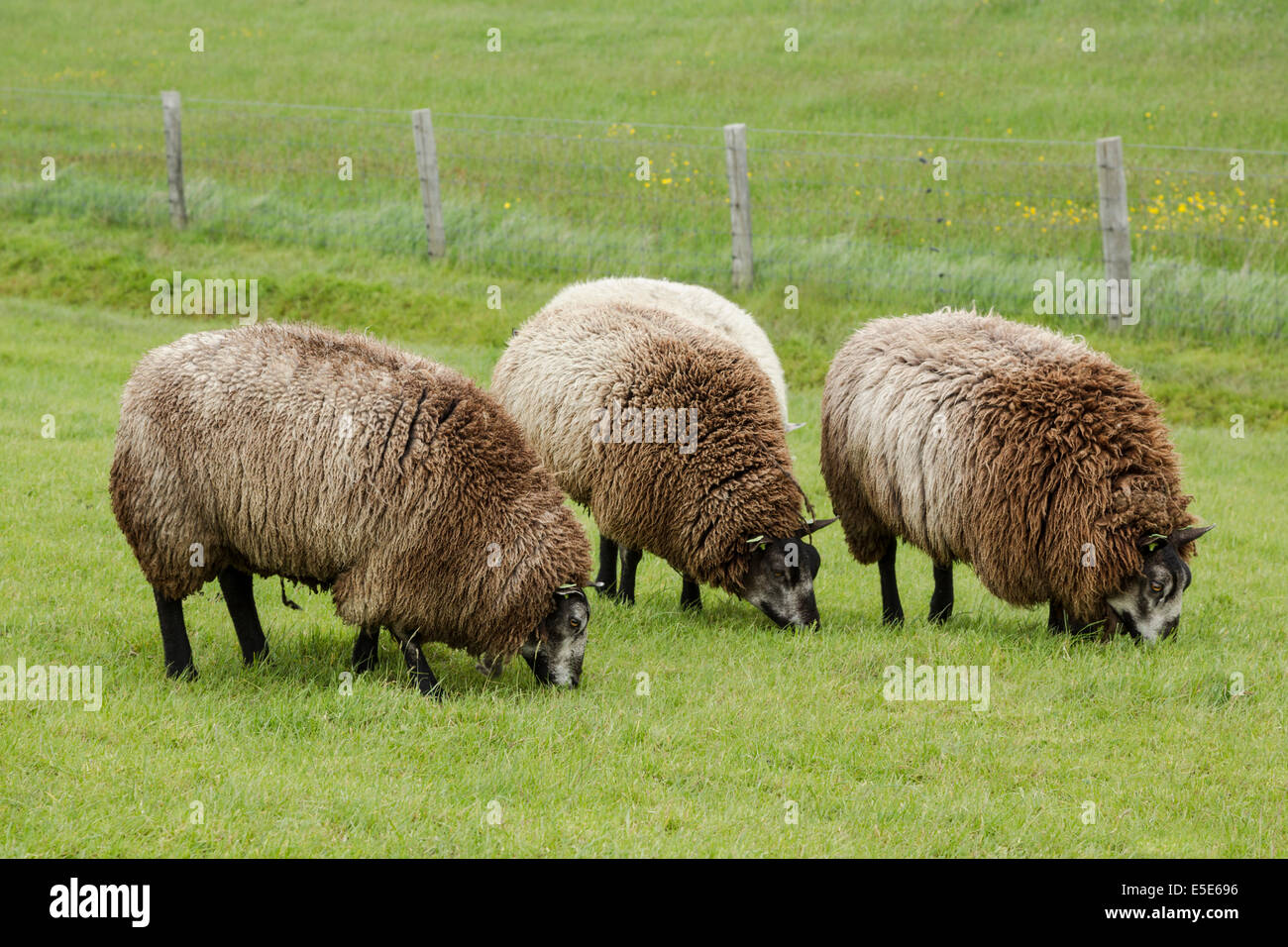 Blue Texel sheep, Stamboek Blauwe Texelaar, grazing, May Stock Photo