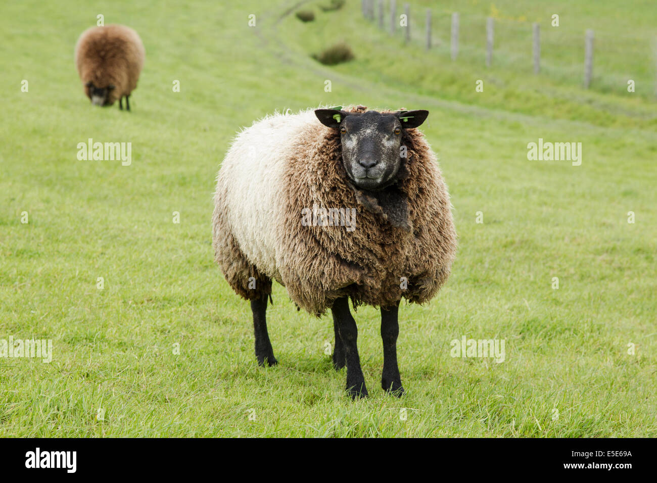 Blue Texel sheep, Latin name Stamboek Blauwe Texelaar, standing in a grassy field, May Stock Photo