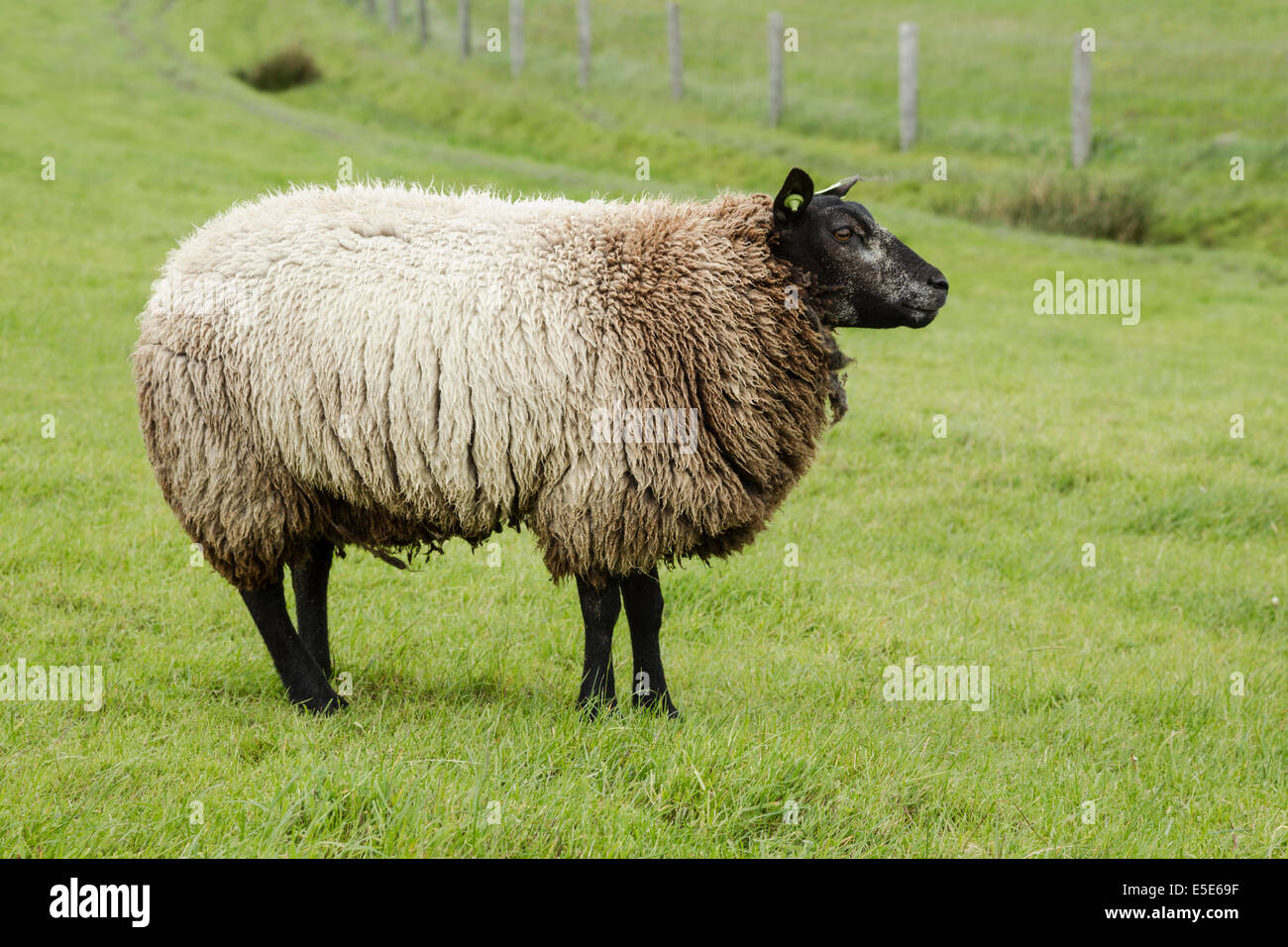 Blue Texel sheep, Latin name Stamboek Blauwe Texelaar, standing in a grassy field, May Stock Photo