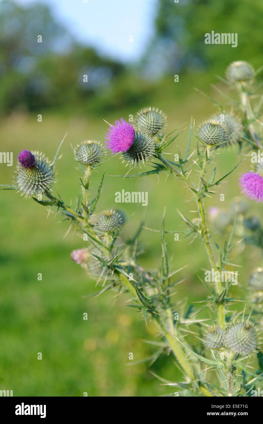 Wild meadow thistle in Powys, Wales Stock Photo