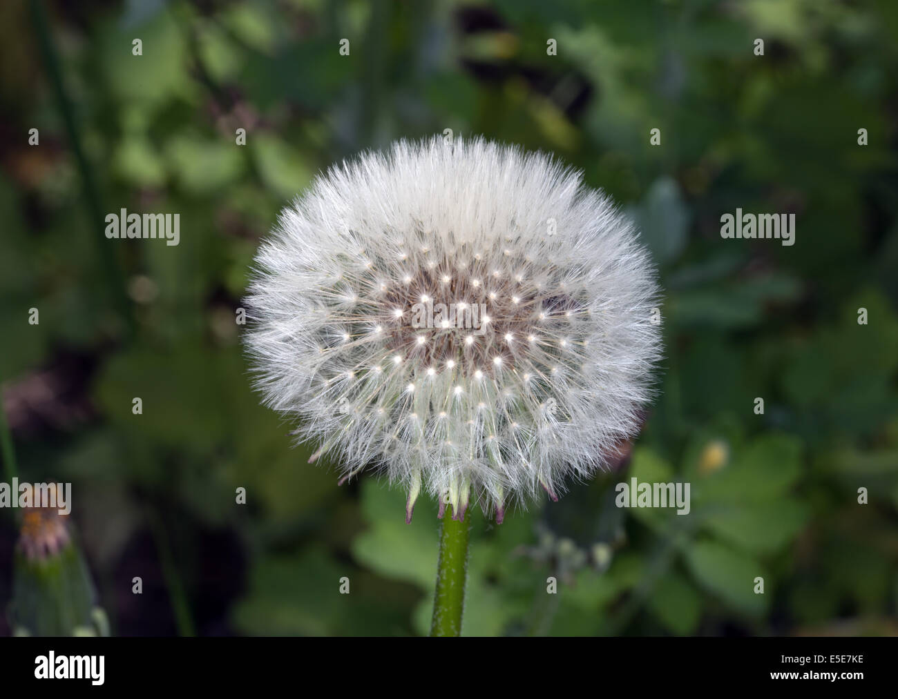 Close-up view of one blow-balls in the grass. Stock Photo