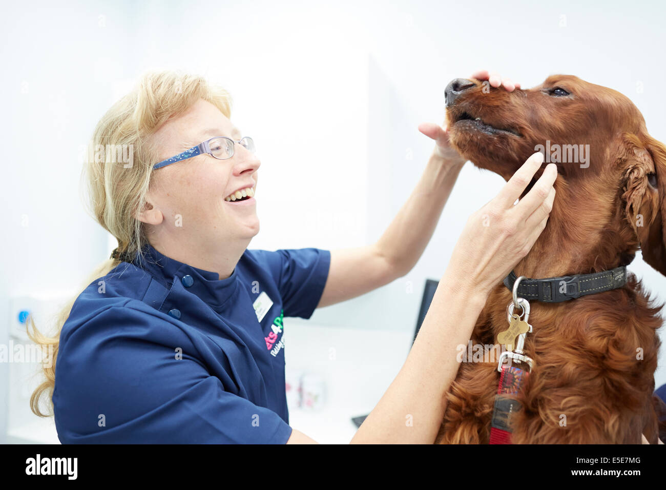 Pets at Home Trafford store, vet looking at a large dog of Irish Setter Dog Breed Stock Photo