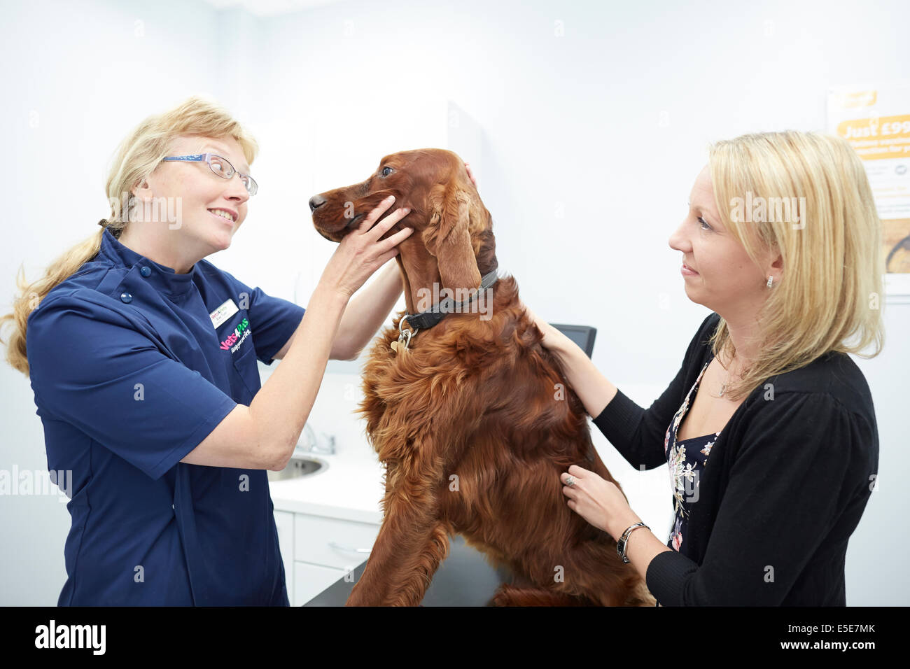 Pets at Home Trafford store, vet looking at a large dog of Irish Setter Dog Breed Stock Photo