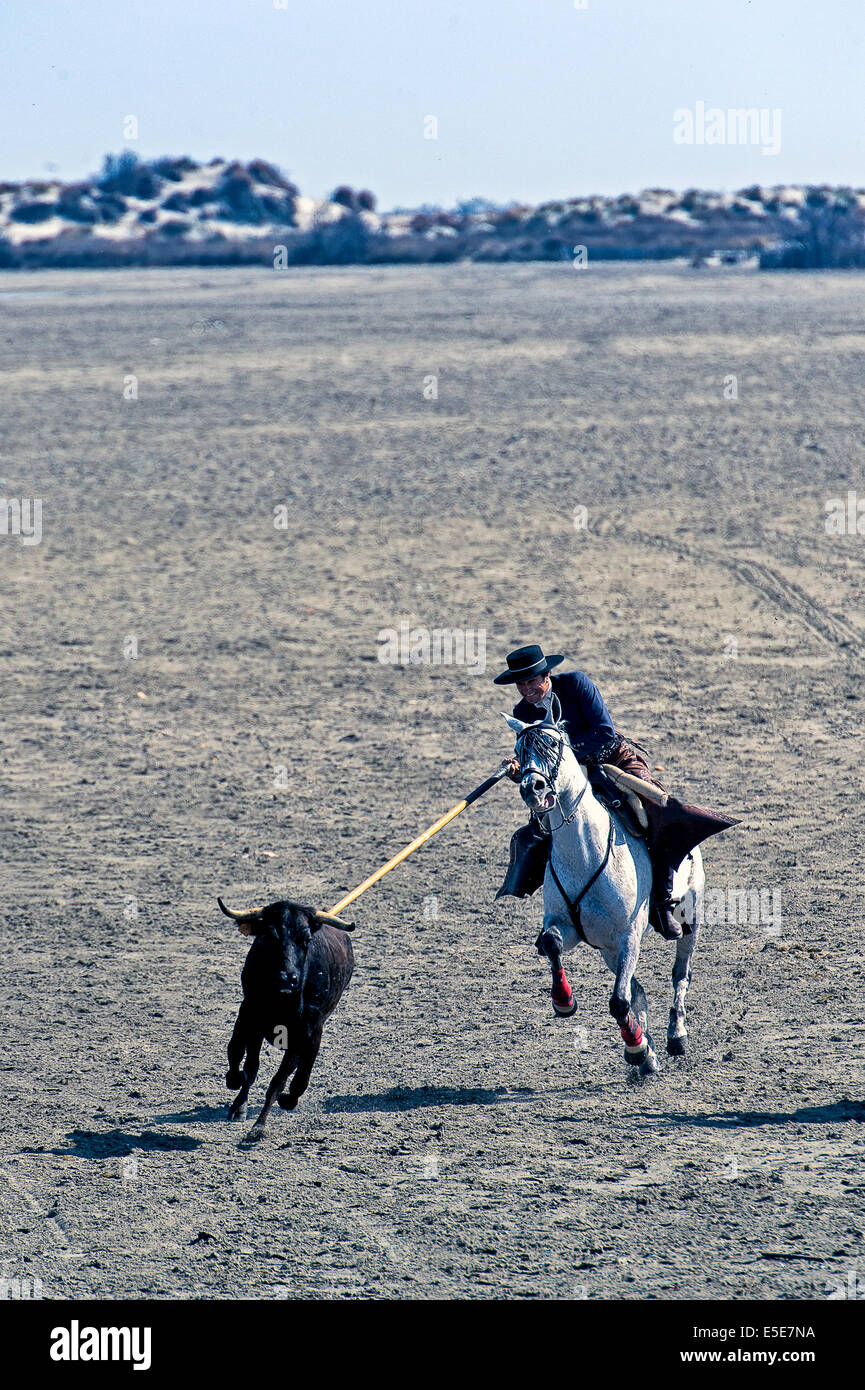 Europe, France, Bouches-du-Rhone, Saintes-Maries-de-la-Mer, bullfighting demonstration. Acoso y derribo Guardian catching a bull Stock Photo