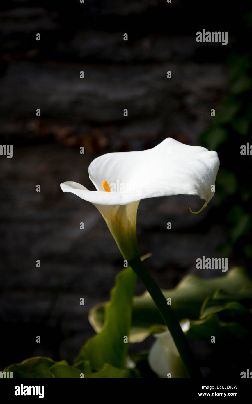 Pistil calla lily hires stock photography and images Alamy
