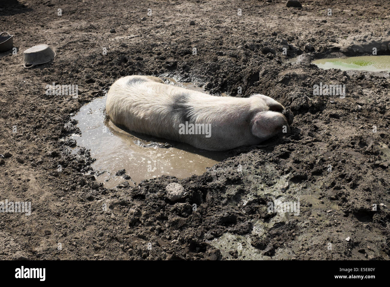 Pig cooling off in pool of muddy water in sty Stock Photo