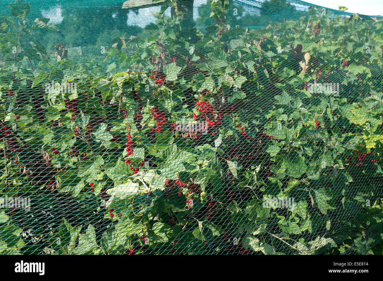 Red Currants Covered with Netting to protect from birds at Pick Your