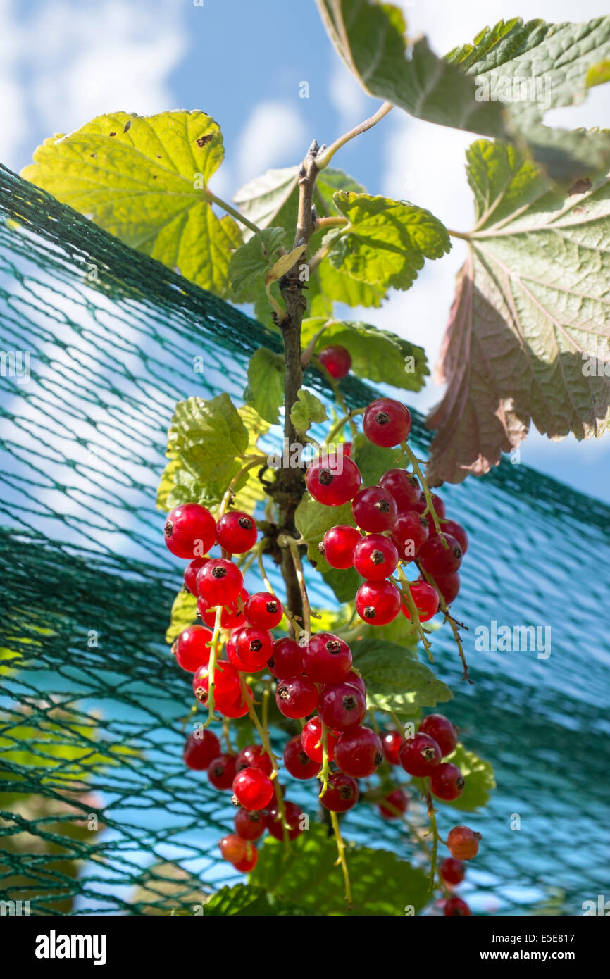 Currants netting hires stock photography and images Alamy