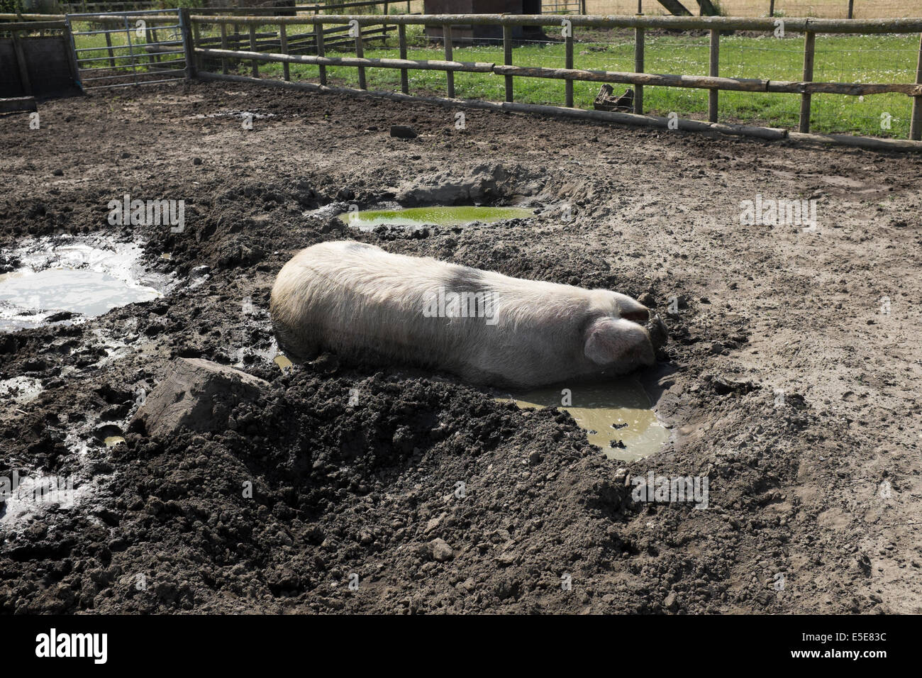 Rare Breed Pig cooling off in puddle of water at Smallholding Stock Photo