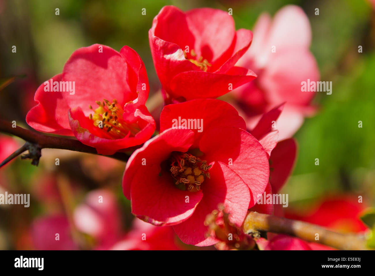 Blossomed tree - Chaenomeles japonica. Japanese quince branch - blossoming in spring Stock Photo