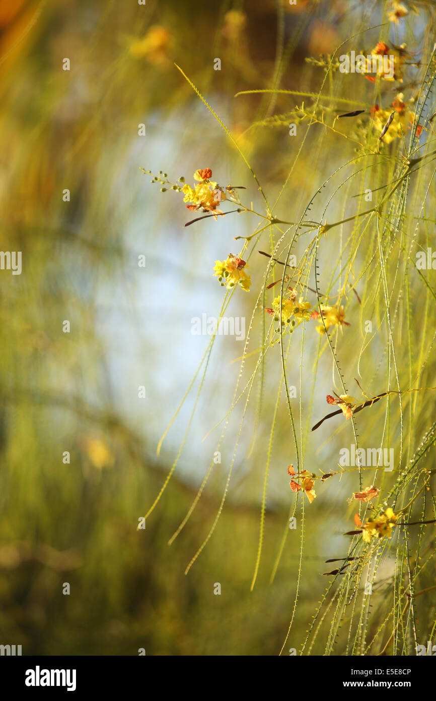 Flowers and the morning light @ Cairo Stock Photo