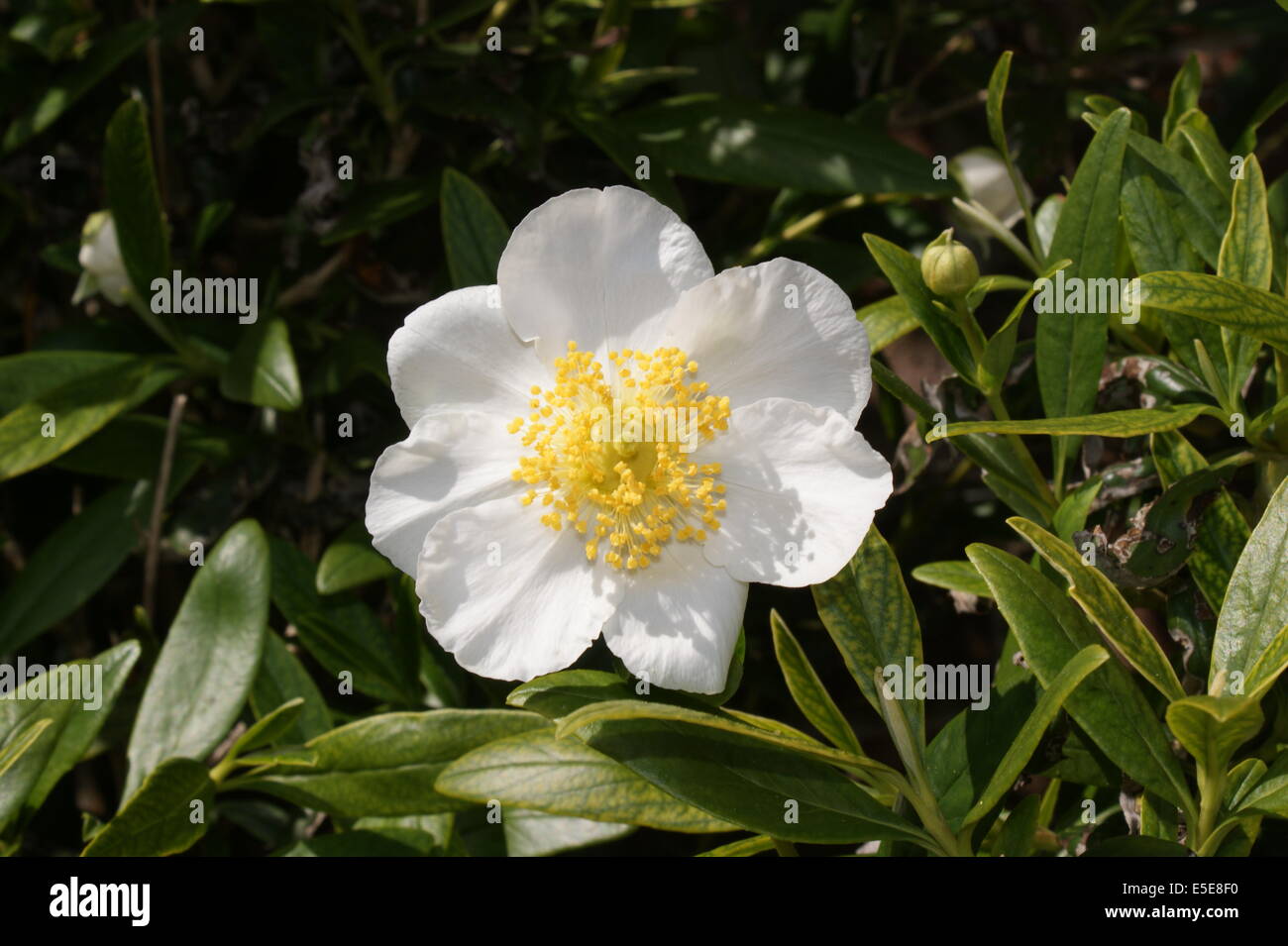 Carpenteria californica Stock Photo