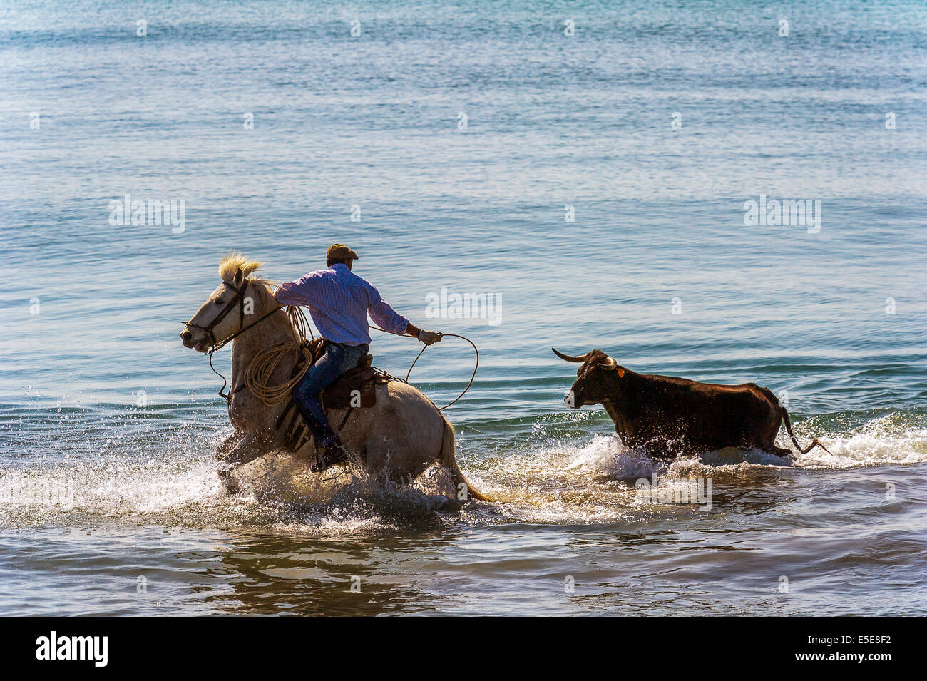 Europe, France, Bouches-du-Rhone, Saintes-Maries-de-la-Mer bullfighting demonstration Acoso y derribo Guardian catching a bull Stock Photo