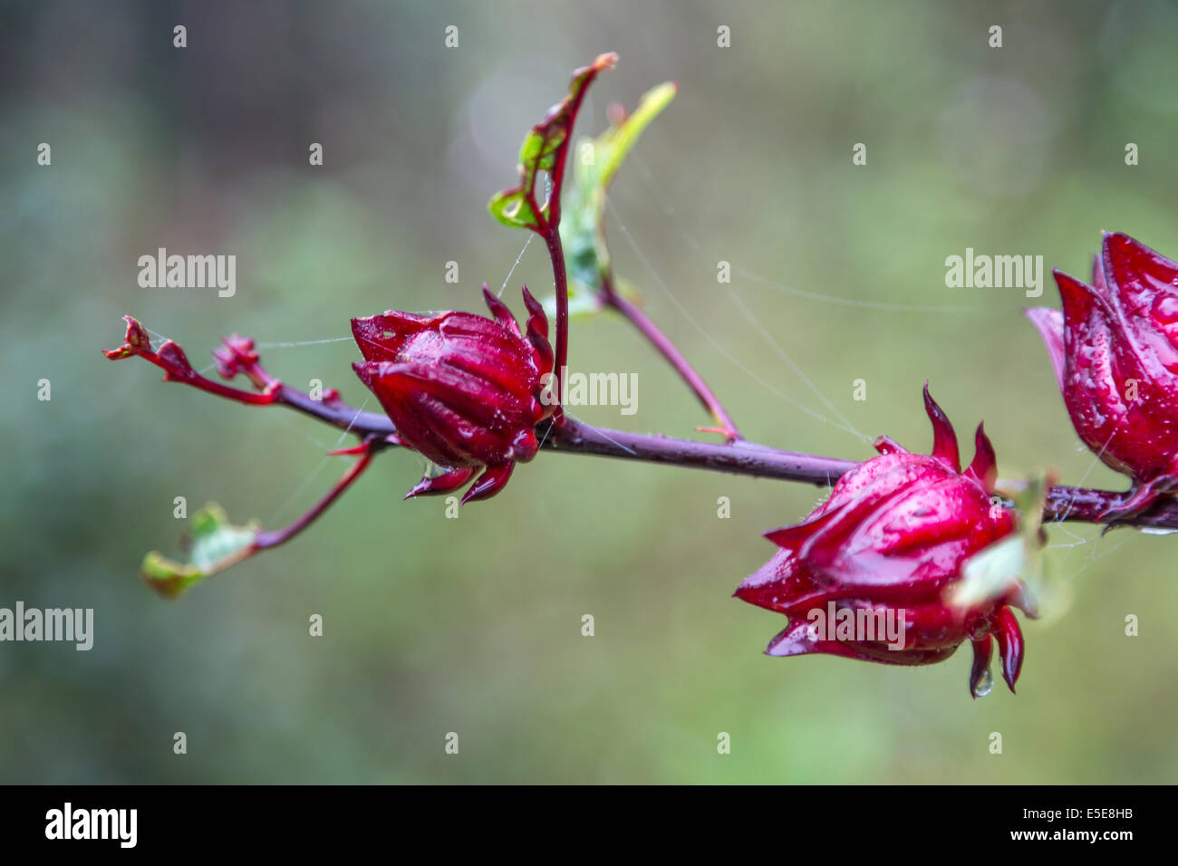 Village flowers hi res stock photography and images Alamy