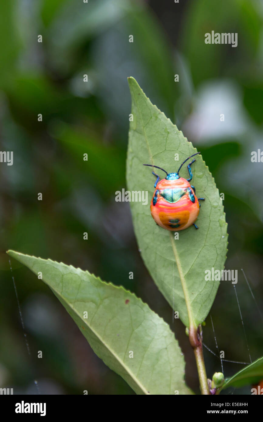 HONG KONG Lantau Island Tian Tung Chung beetle on tea leaf Stock Photo