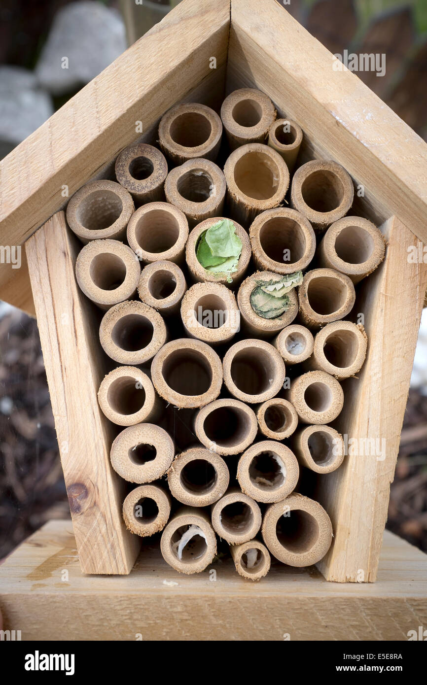 Leafcutter Bees in Garden Insect or Bug House Stock Photo