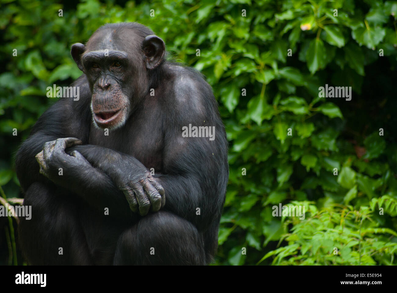 Chimpanzee close up looking deep in thought Stock Photo