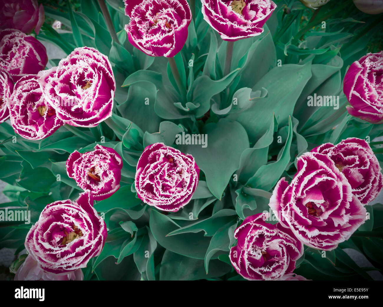 Top view cold pink tulips in frosty look Stock Photo