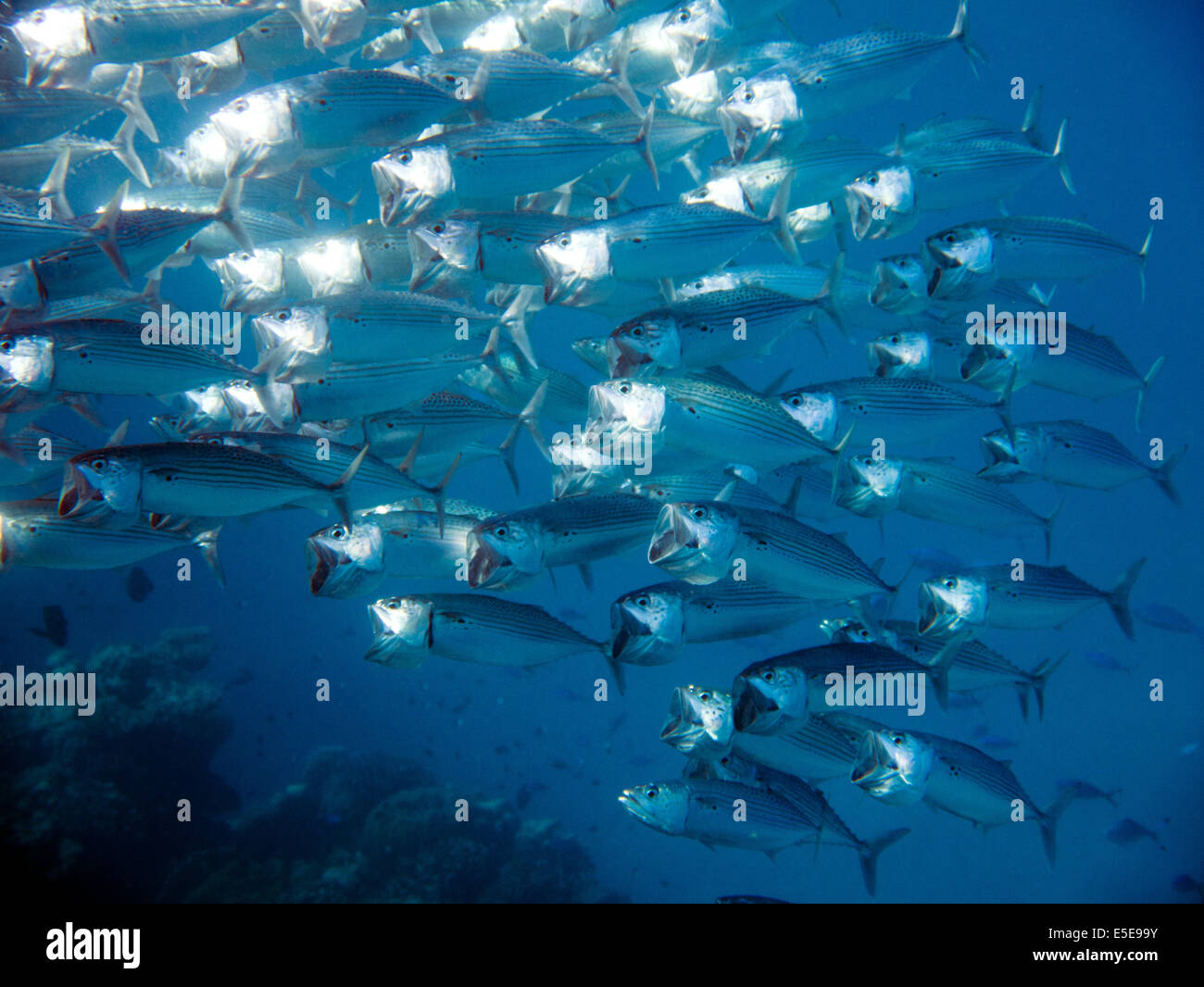 Fish School Mackerel High Resolution Stock Photography and Images Alamy