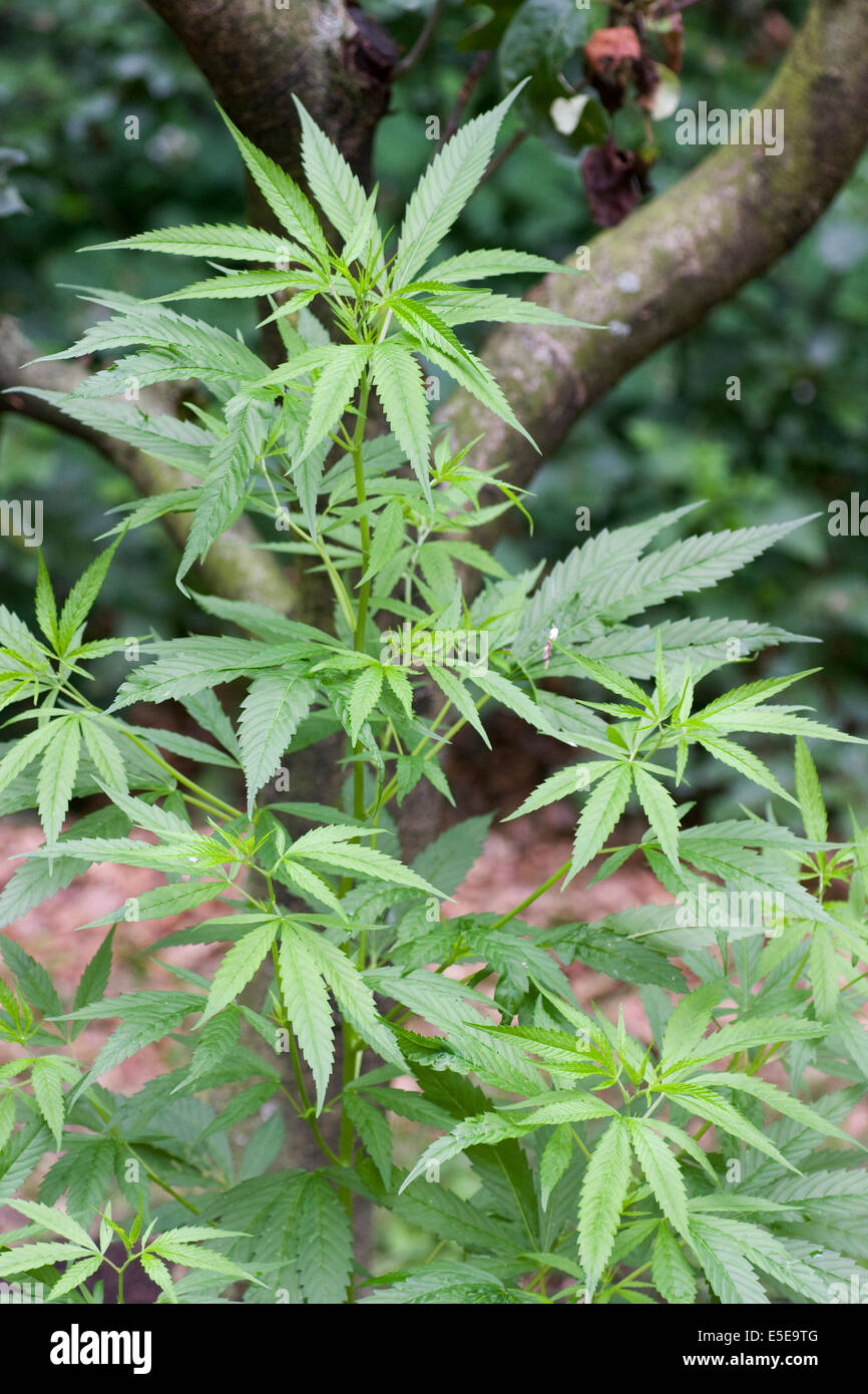 Marijuana (Cannabis sativa) plant growing outside Stock Photo