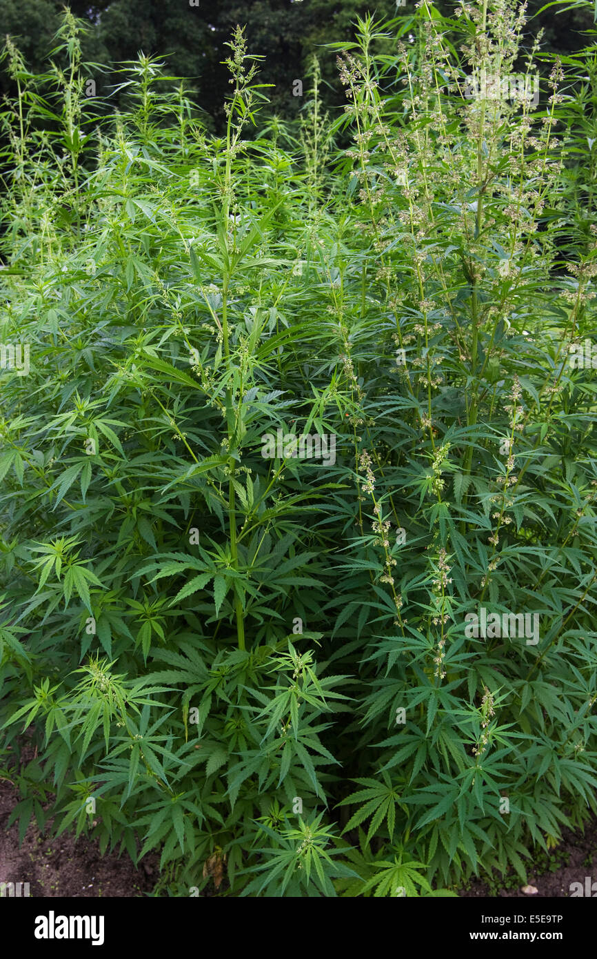 Flowering marijuana (Cannabis sativa) plant growing outside Stock Photo
