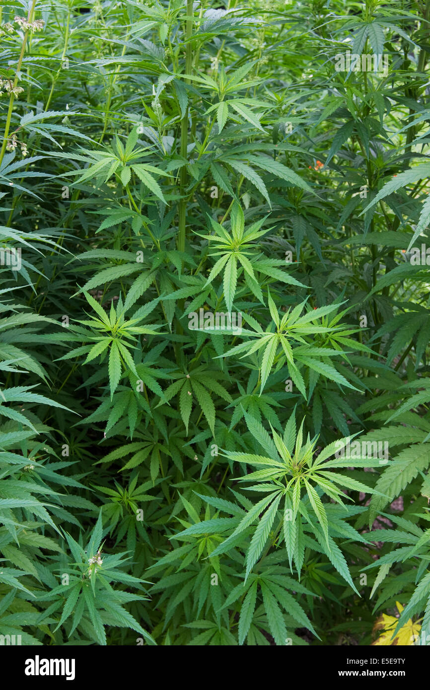 Marijuana (Cannabis sativa) plant growing outside Stock Photo