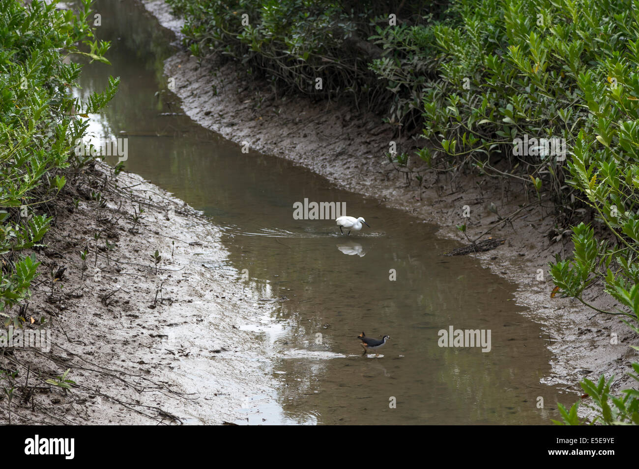 Hong Kong Wetland Park birds mangroves White Egret Stock Photo