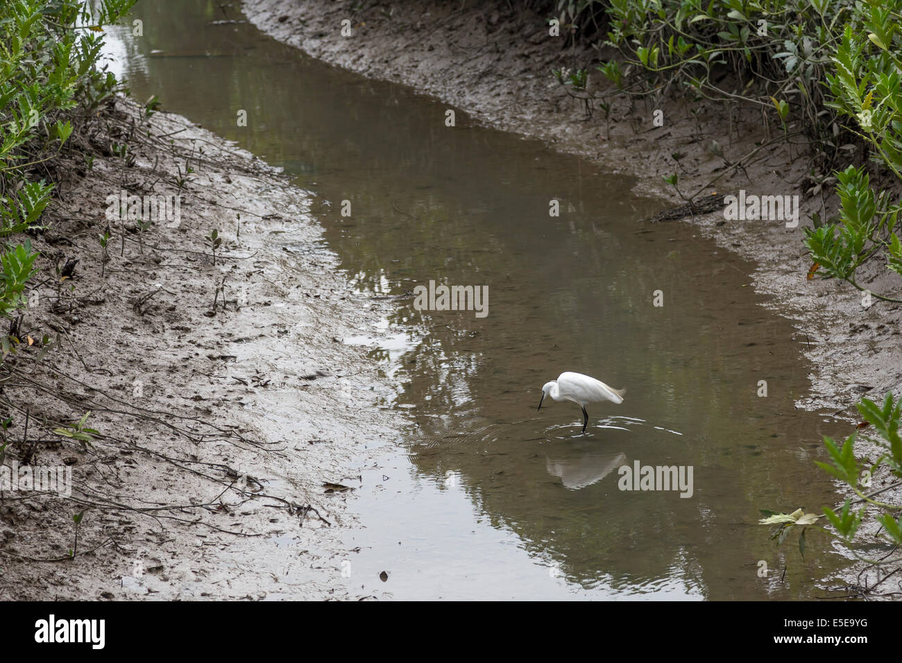Hong Kong Wetland Park birds mangroves White Egret Stock Photo