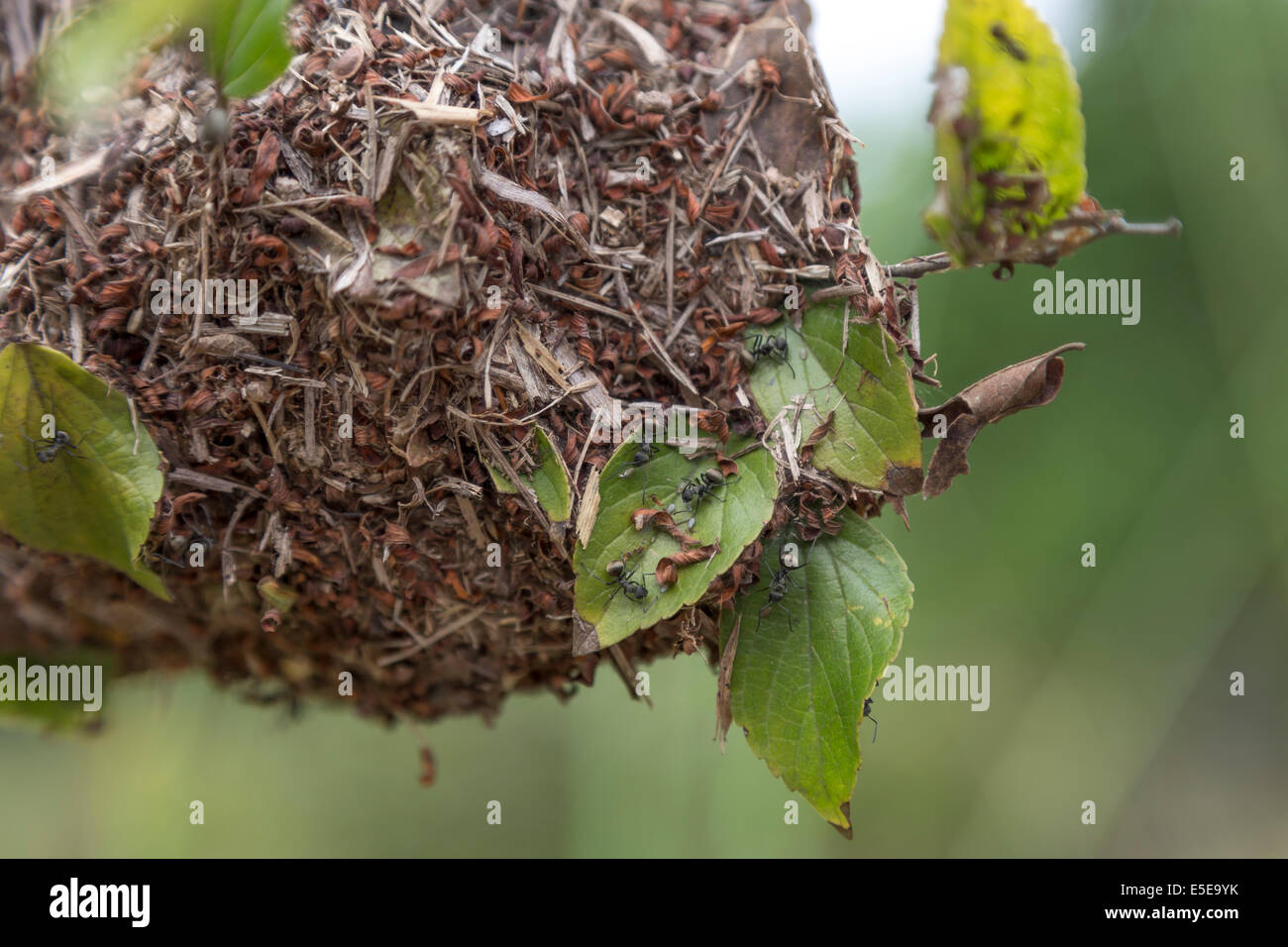 Hong Kong Wetland Park birds mangroves  ants nes Stock Photo