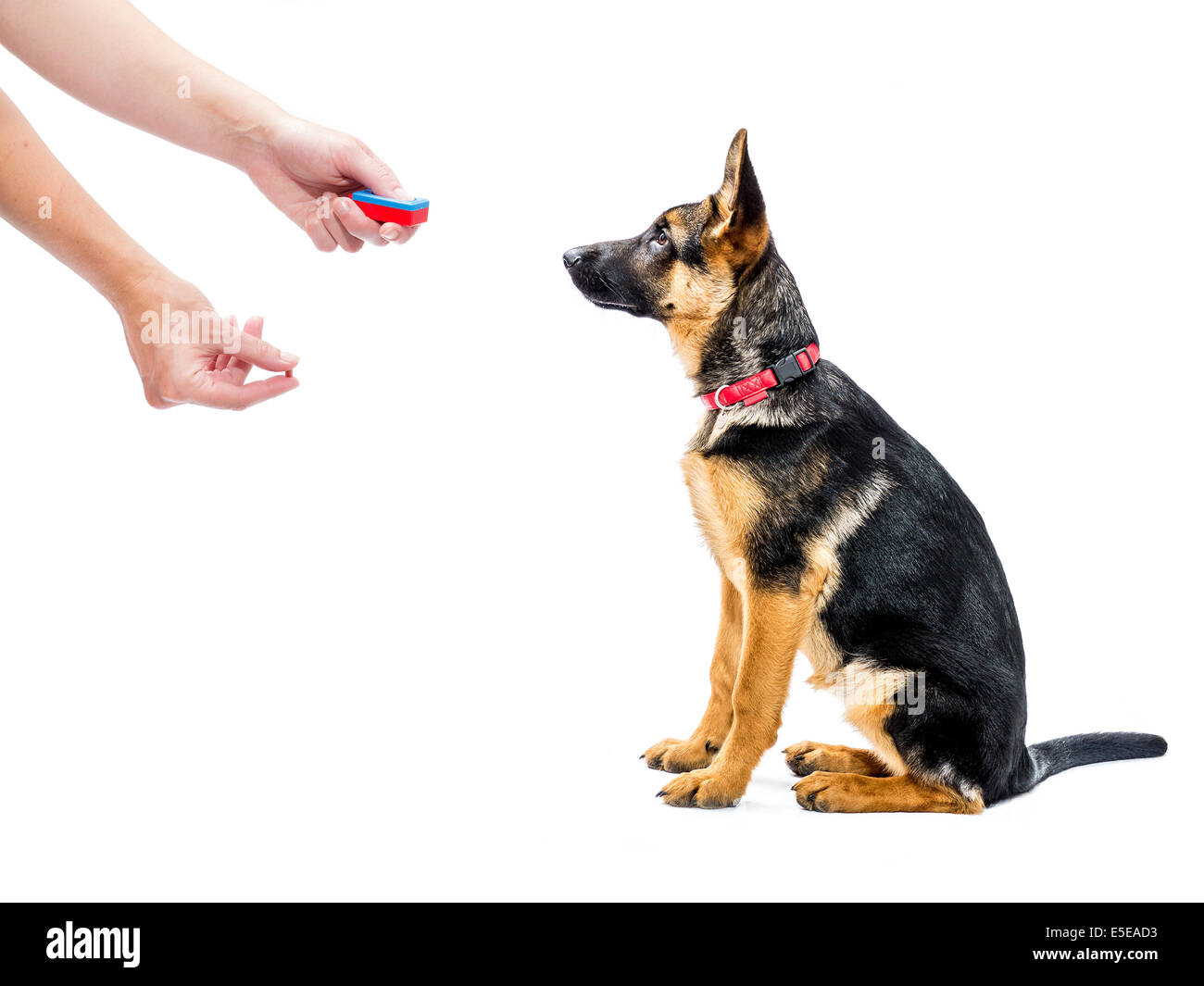 German shepherd puppy being trained how to sit using clicker and treat method Stock Photo