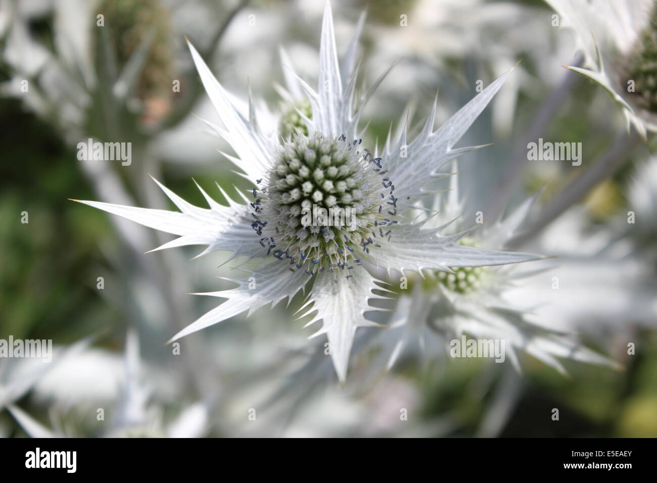 White Eryngium Flower Stock Photo Alamy