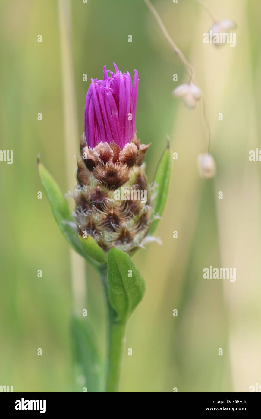 Knapweed (Centaurea dealbata) bud Stock Photo