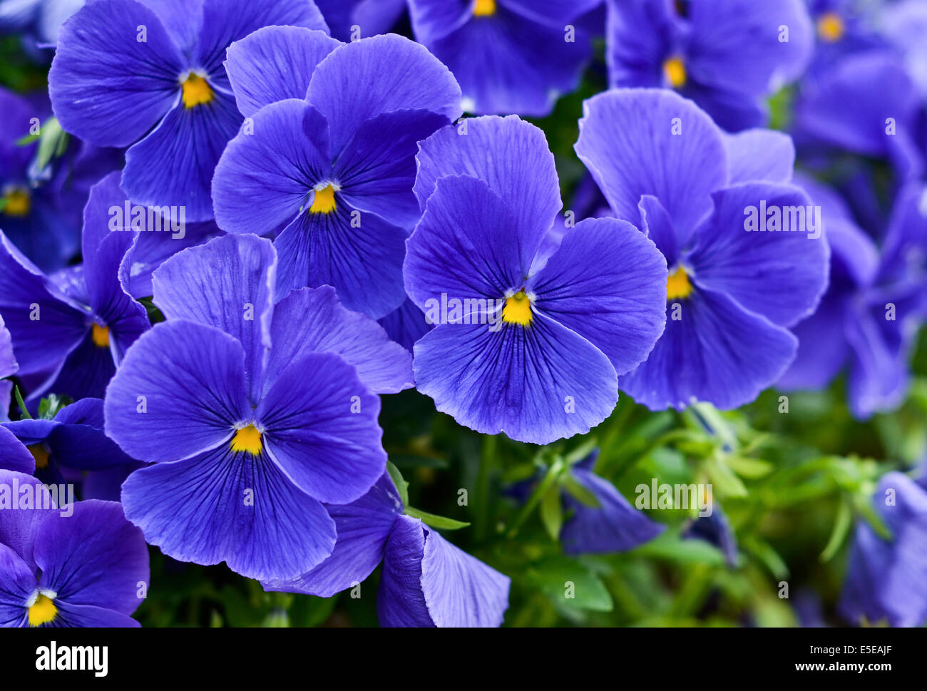 Blue violets Stock Photo