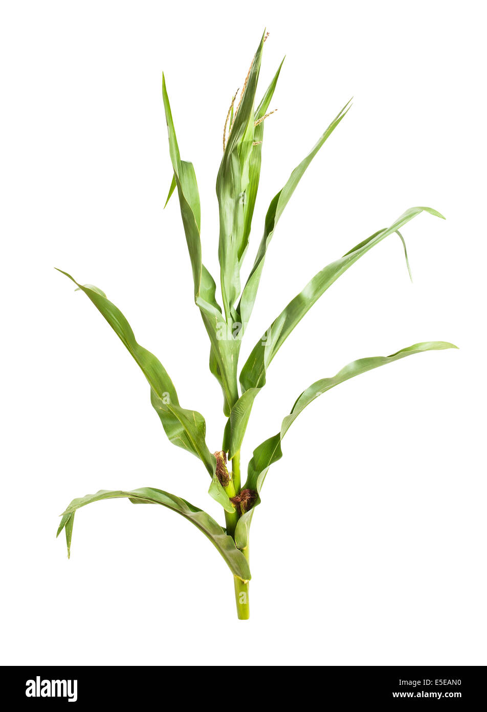 corn plant isolated Stock Photo
