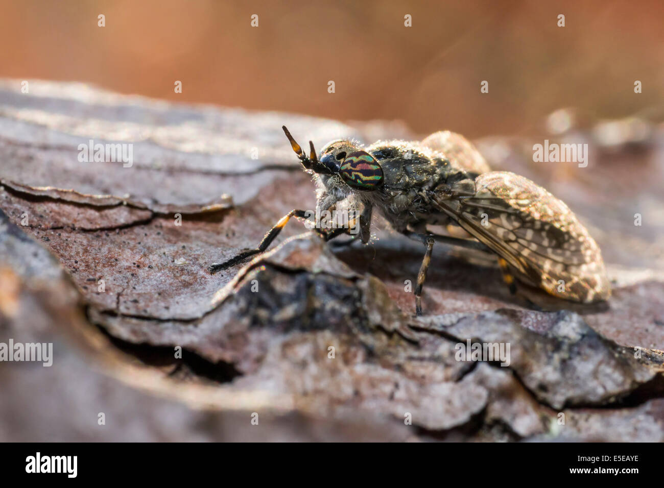 Portrait of a horse-fly Stock Photo