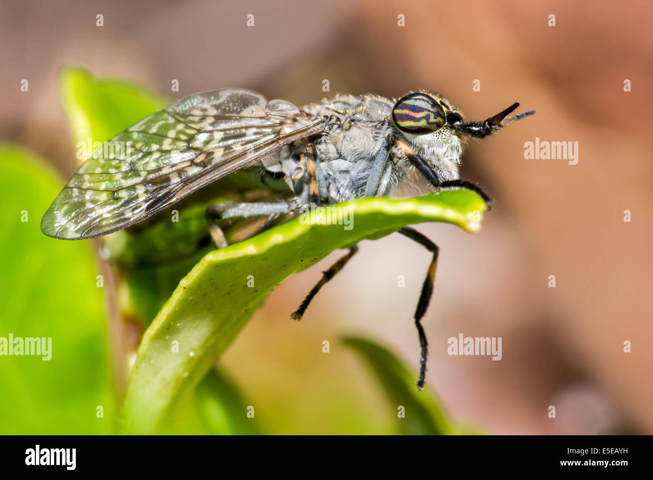 Portrait of a horse-fly Stock Photo