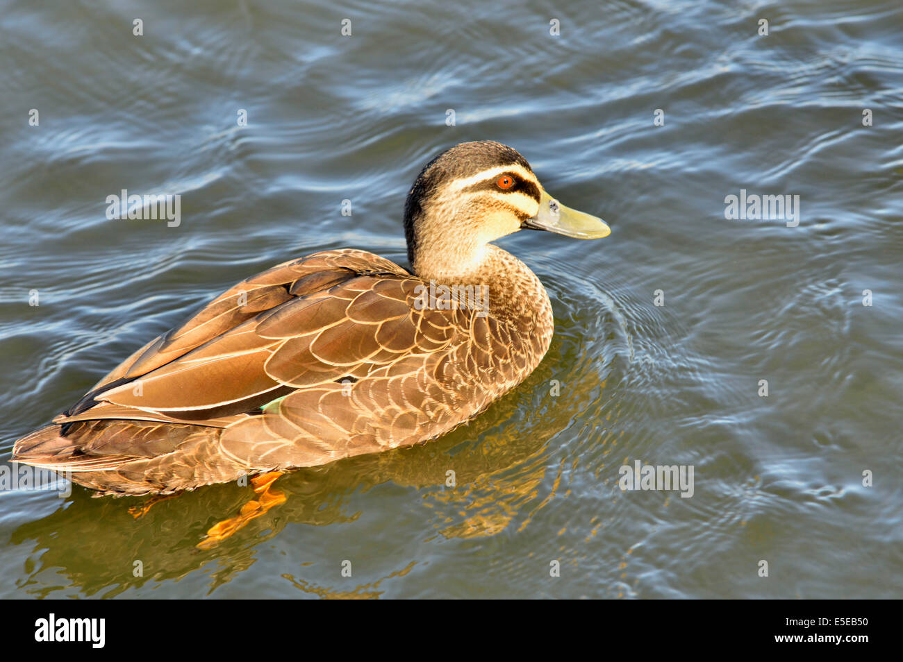 Pacific black duck Stock Photo Alamy