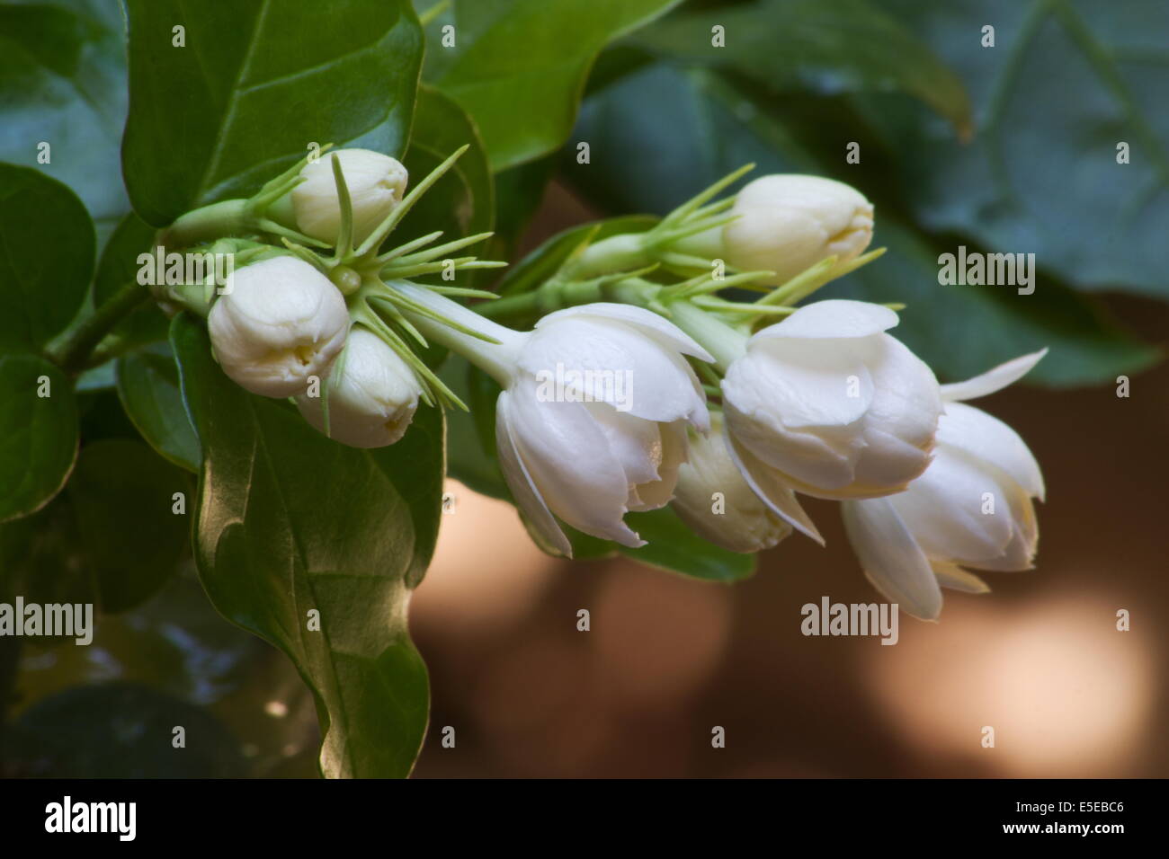 Jasmine plant in bloom on natural background Stock Photo - Alamy