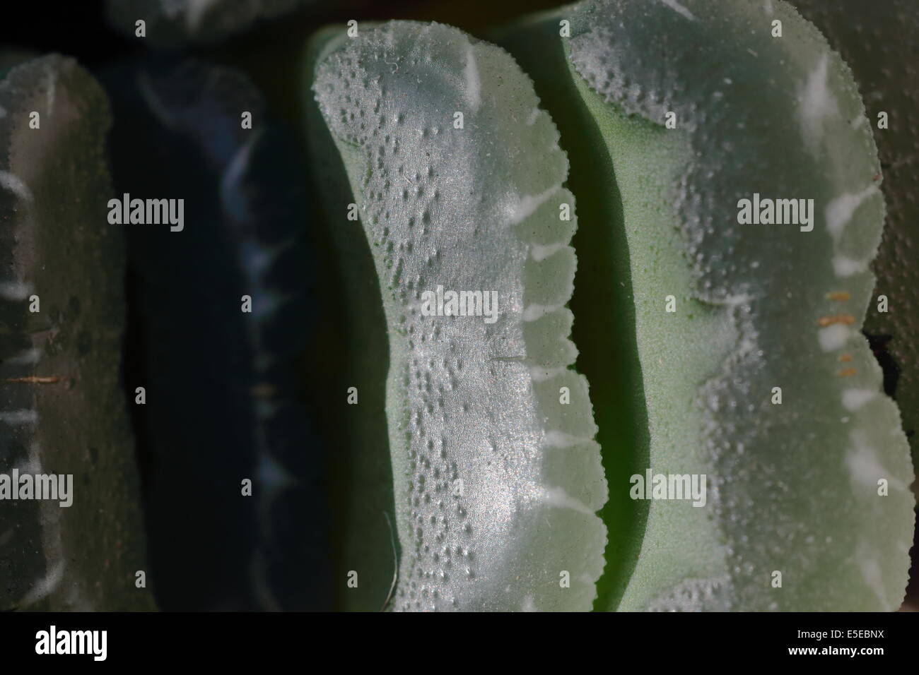 Close up of haworthia truncata, an endemic South African succulent species Stock Photo