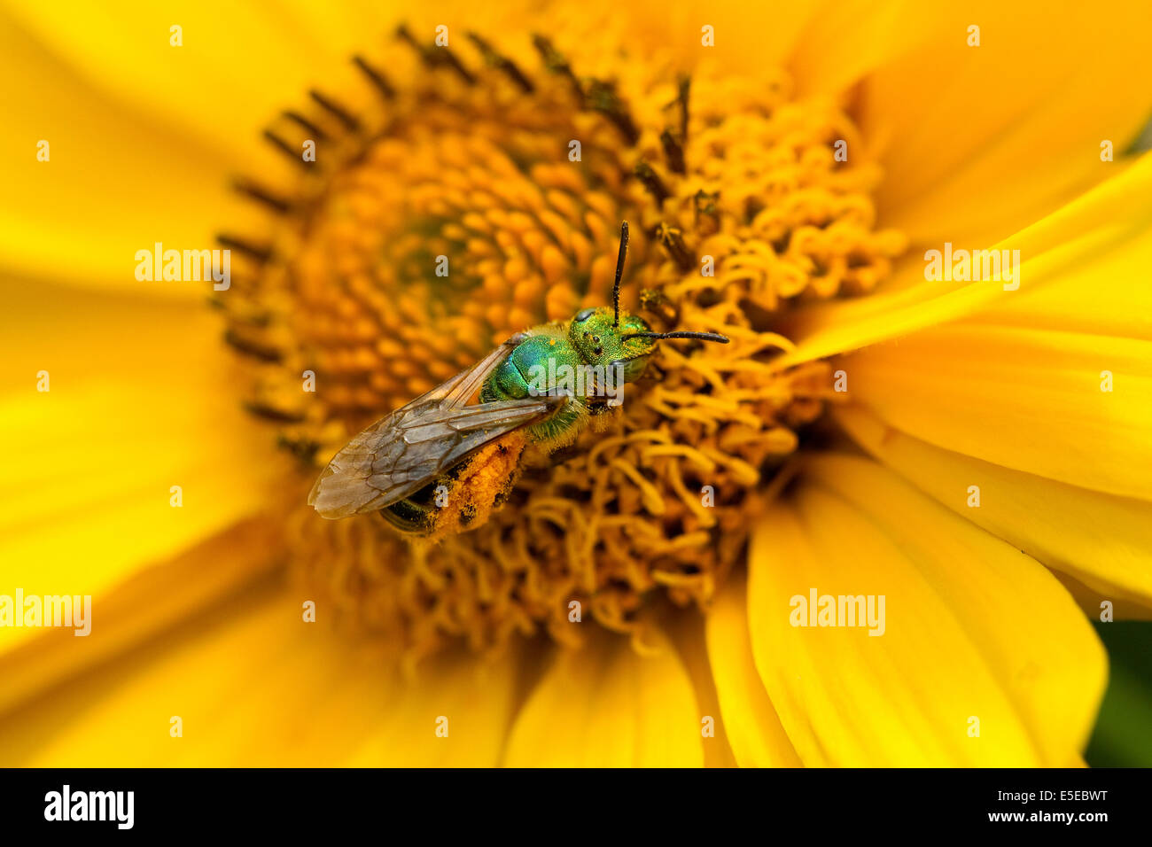 Wasp works as an insect pollinator during the pollination of a yellow flower. Stock Photo