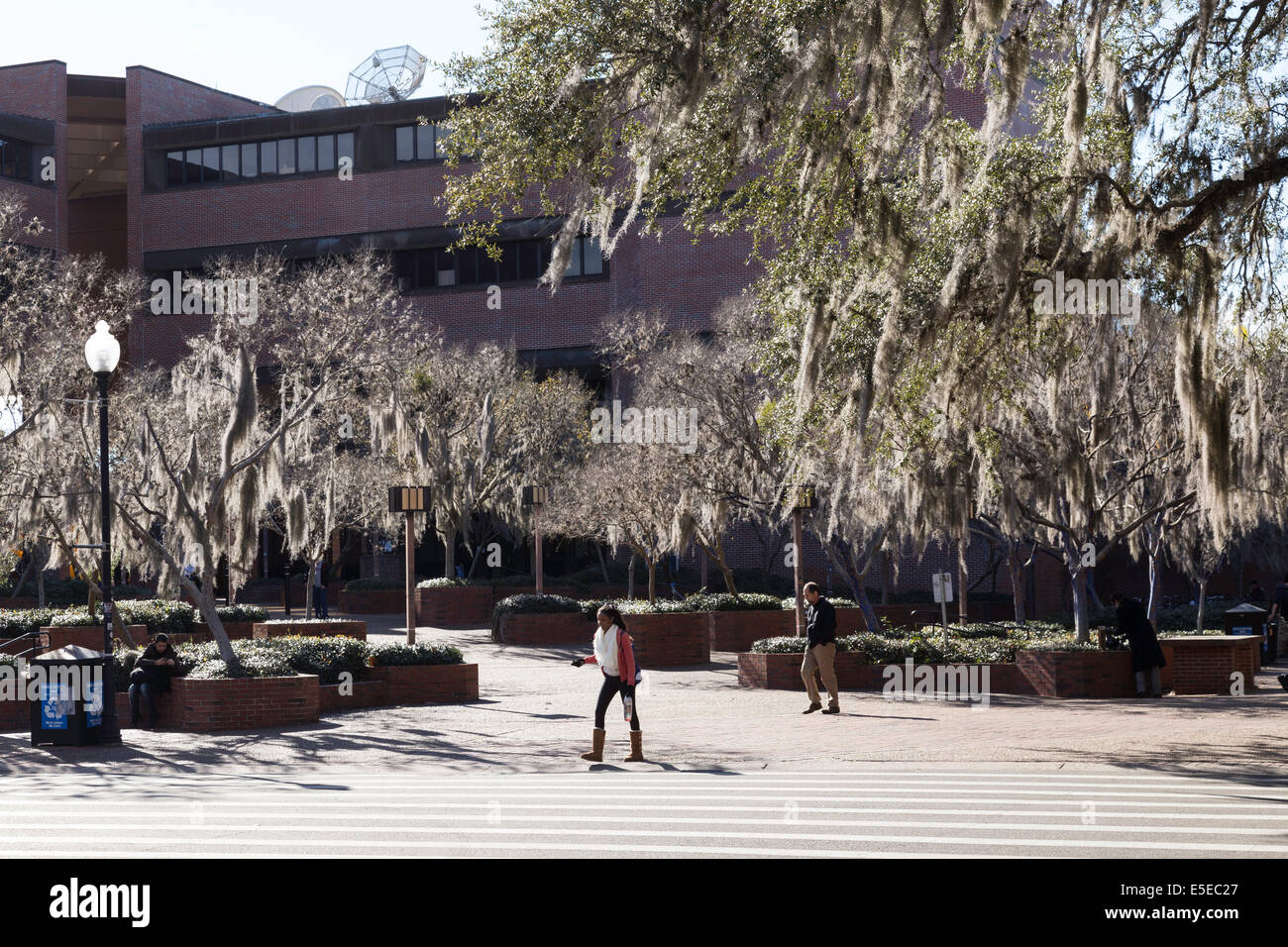 Spanish Moss on Trees and Classroom Buildings, University of Florida