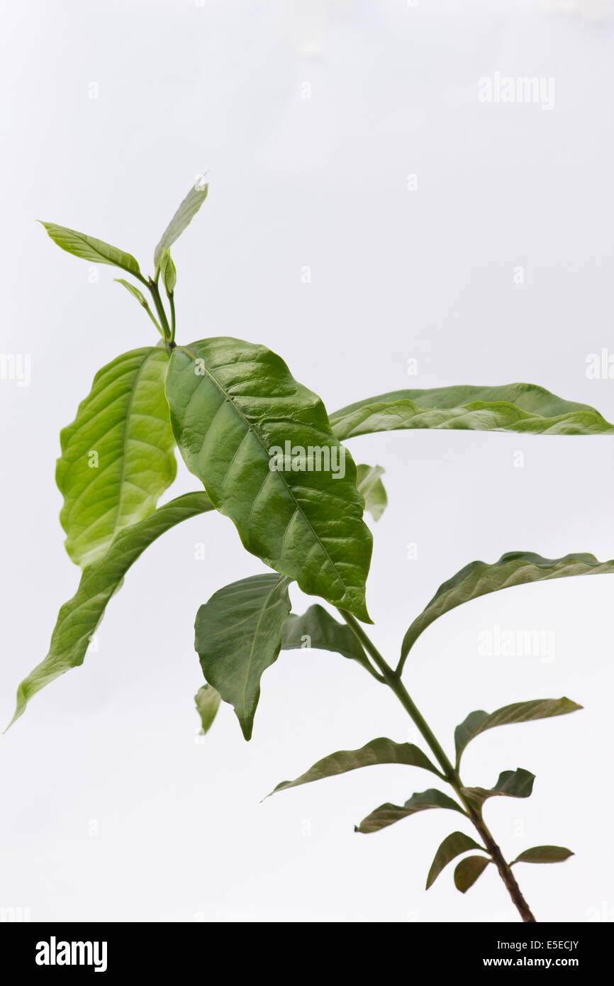Coffee plant (Coffea Arabica) on white background Stock Photo - Alamy
